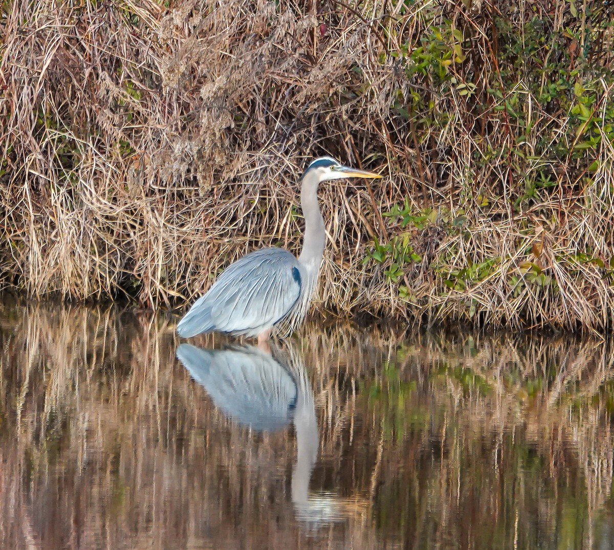 Great Blue Heron - ML628034772