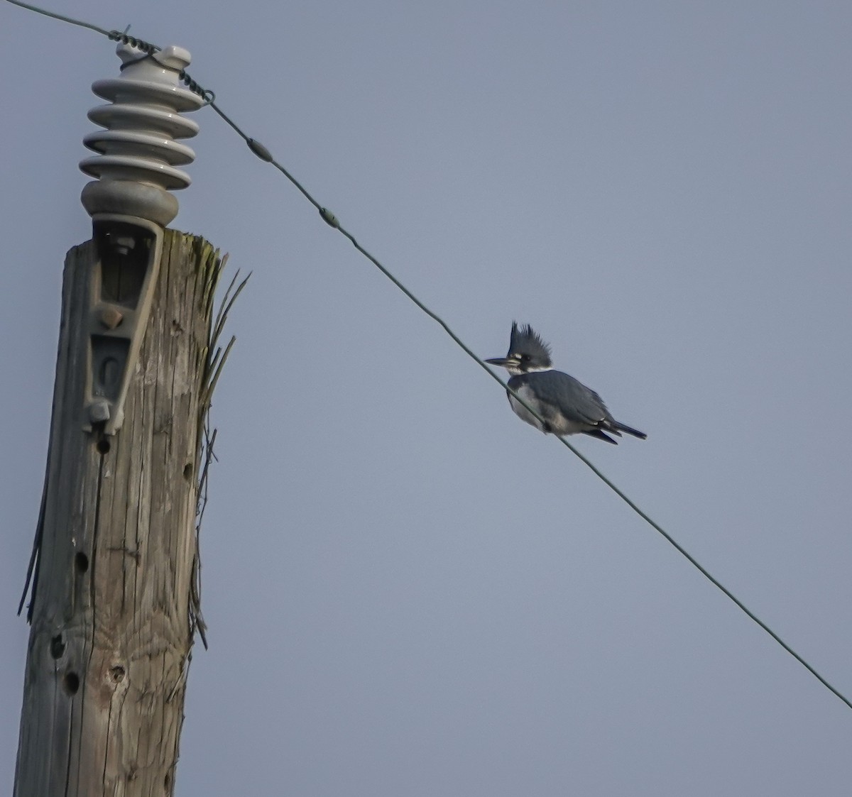 Belted Kingfisher - ML628034776