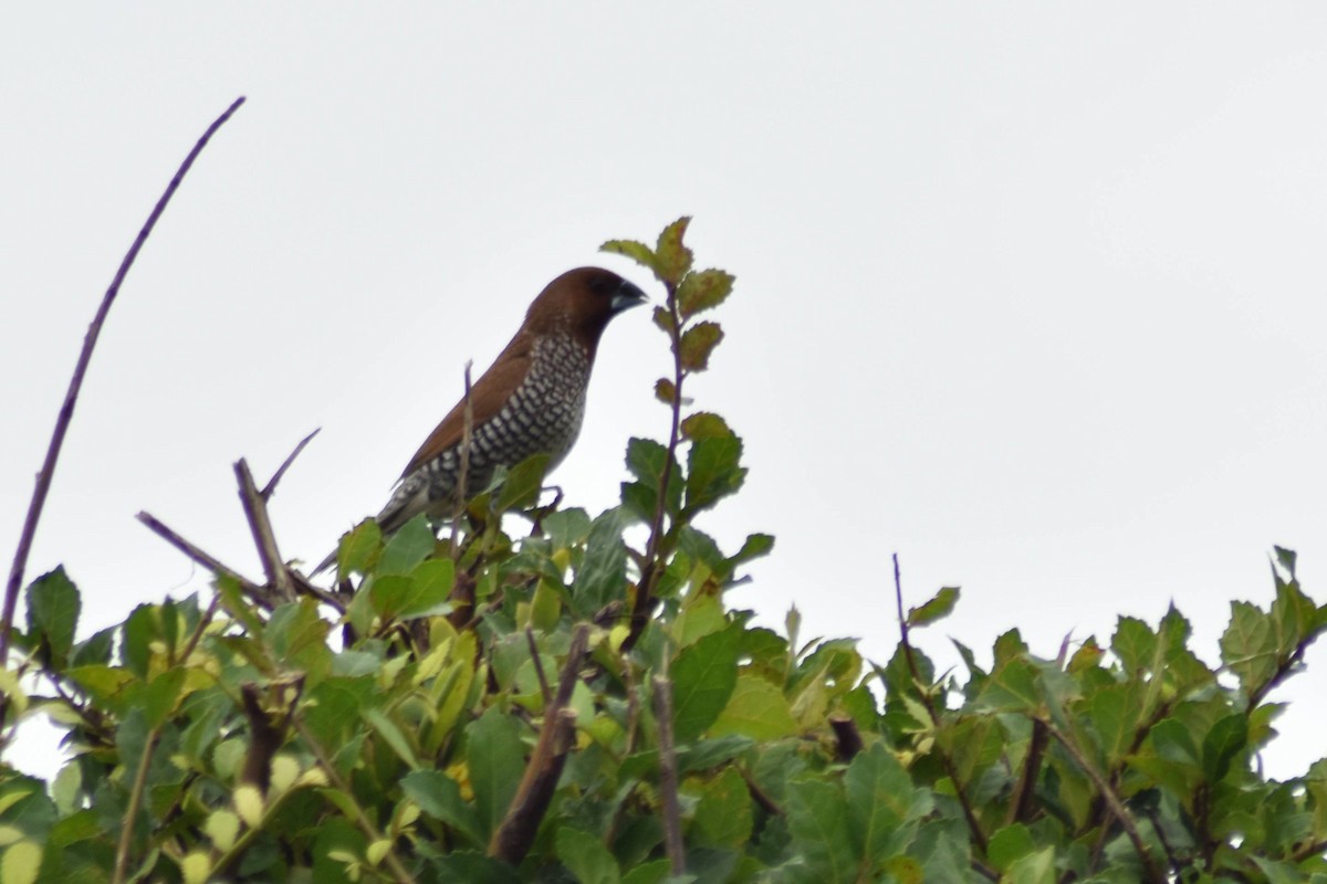 Scaly-breasted Munia - ML628034777