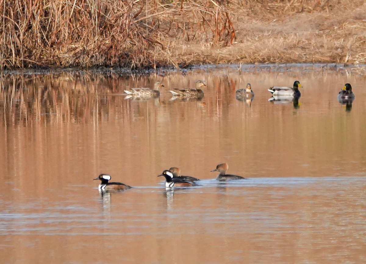 Hooded Merganser - ML628034779