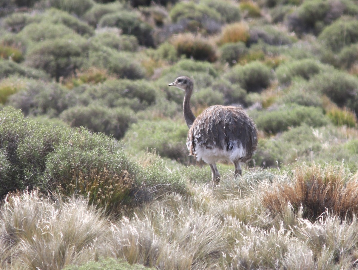 Lesser Rhea - ML628034791