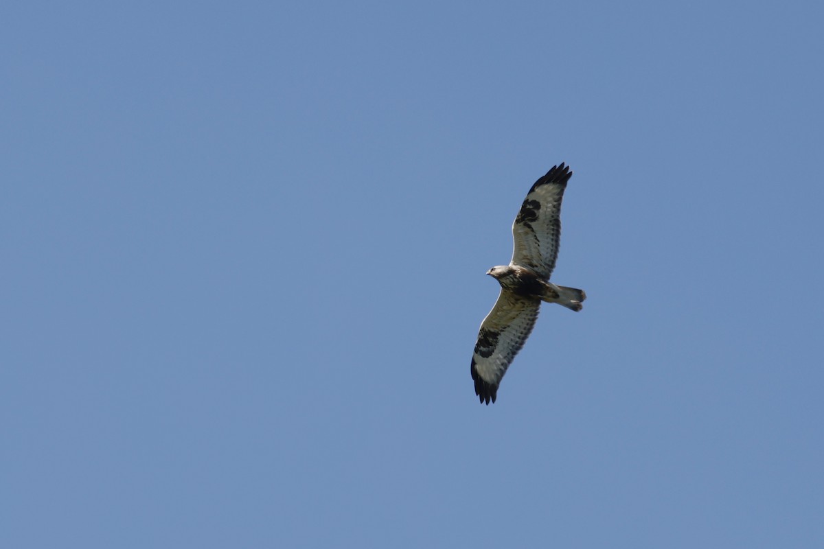 Rough-legged Hawk - ML628034838