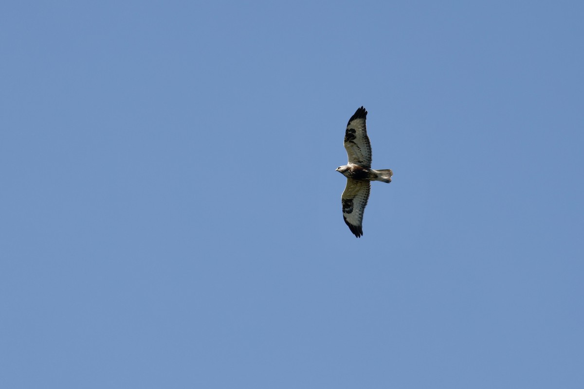 Rough-legged Hawk - ML628034839