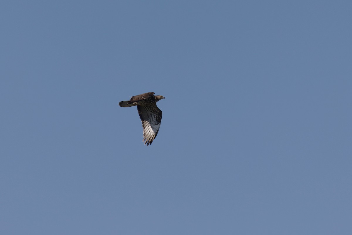 European Honey-buzzard - ML628034848