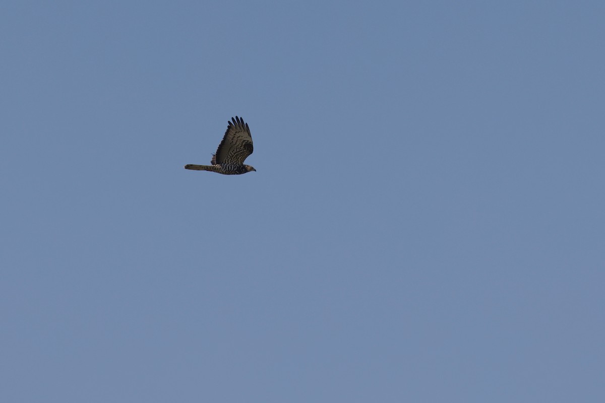 European Honey-buzzard - ML628034849