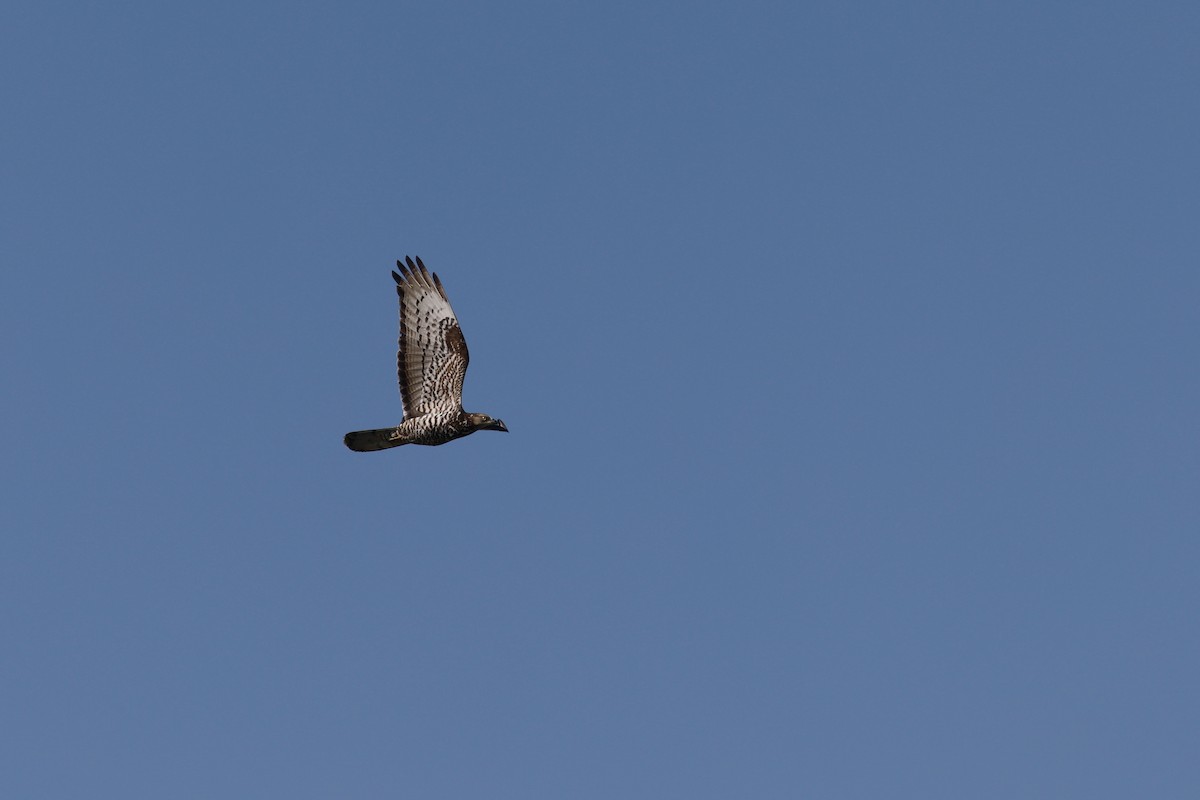 European Honey-buzzard - ML628034850