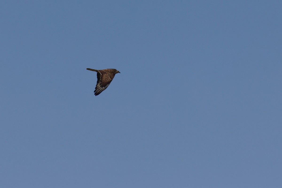 European Honey-buzzard - ML628034851