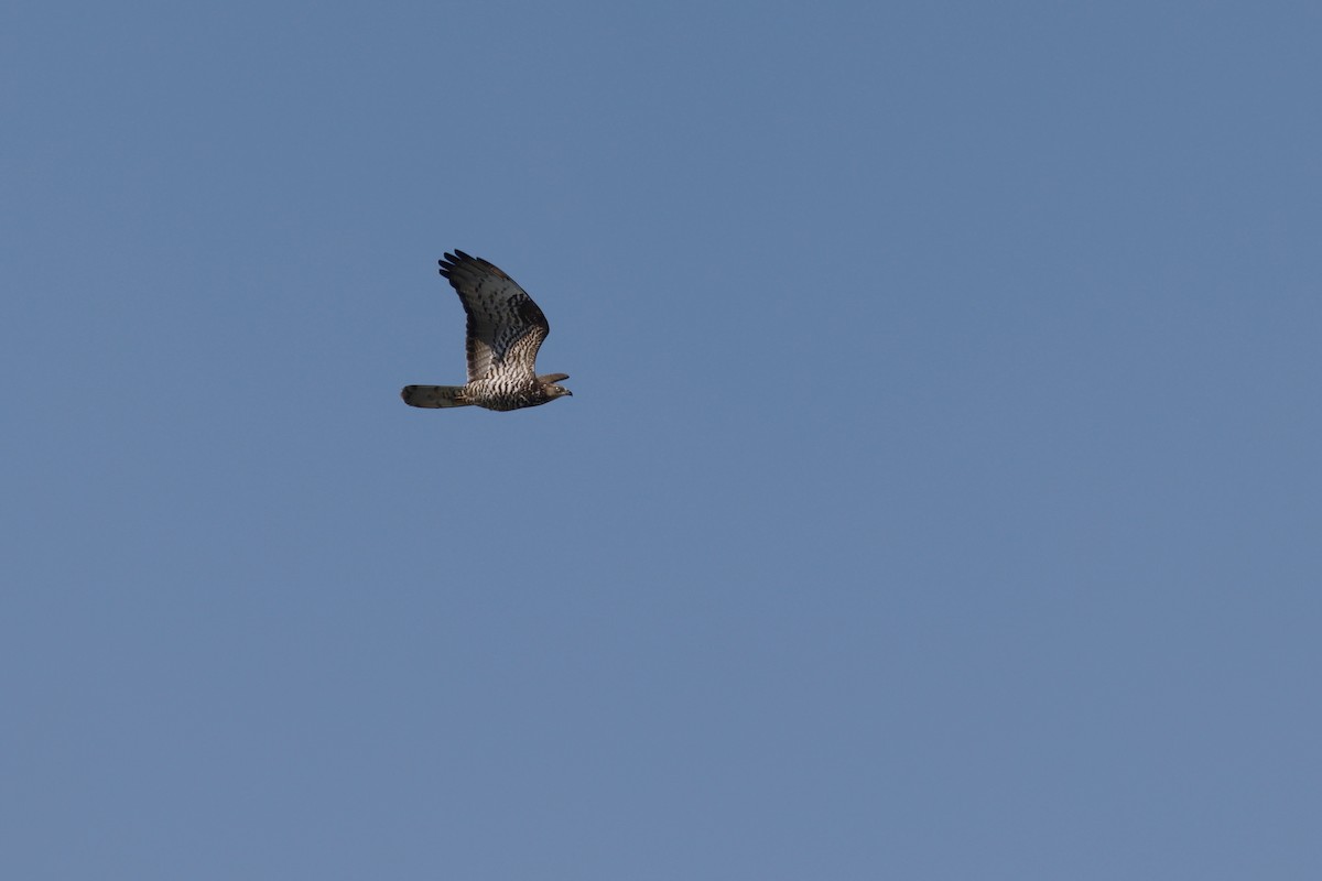 European Honey-buzzard - ML628034852