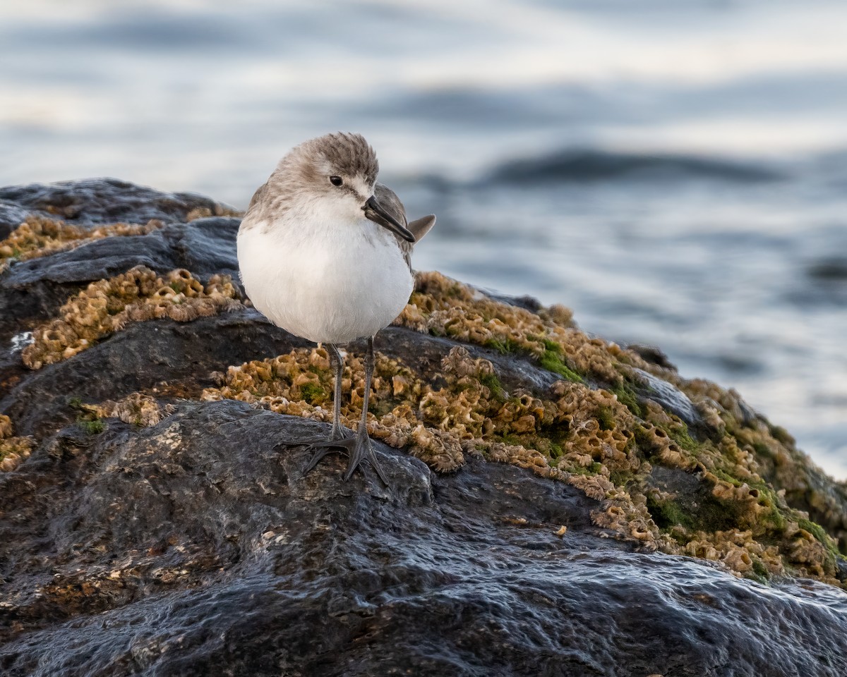 Semipalmated Sandpiper - ML628034875