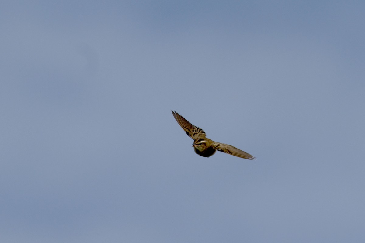 Sedge Warbler - ML628034915