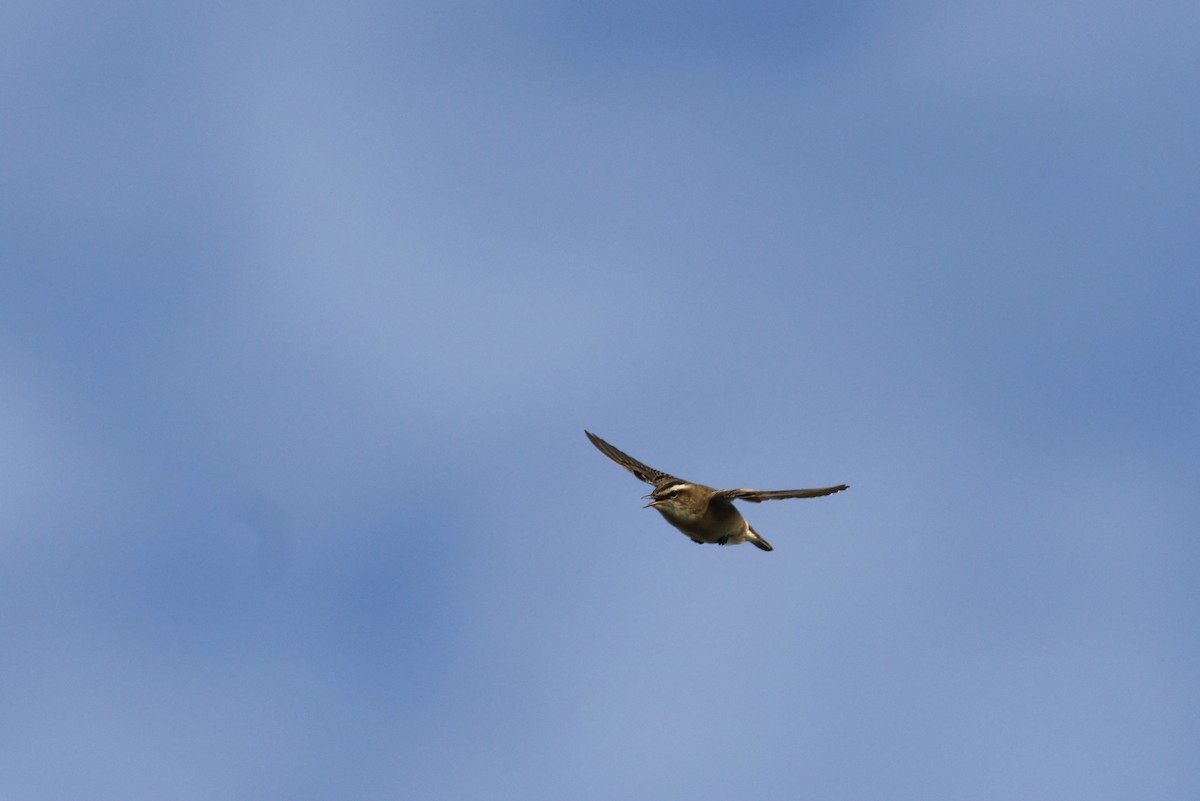 Sedge Warbler - ML628034916