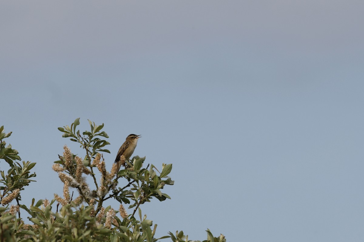 Sedge Warbler - ML628034917