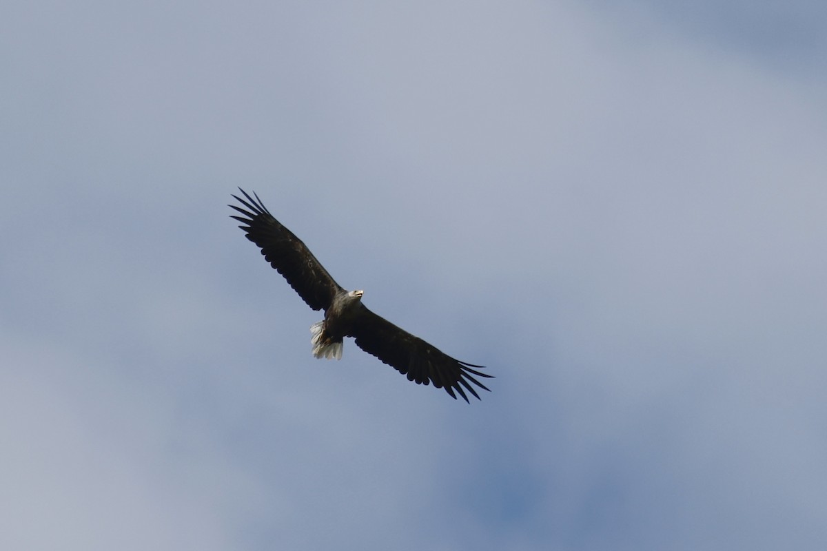 White-tailed Eagle - ML628034942