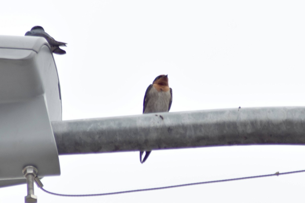 Pacific Swallow - ML628034959