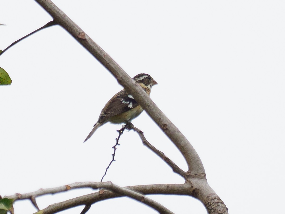 Rose-breasted Grosbeak - ML628035032