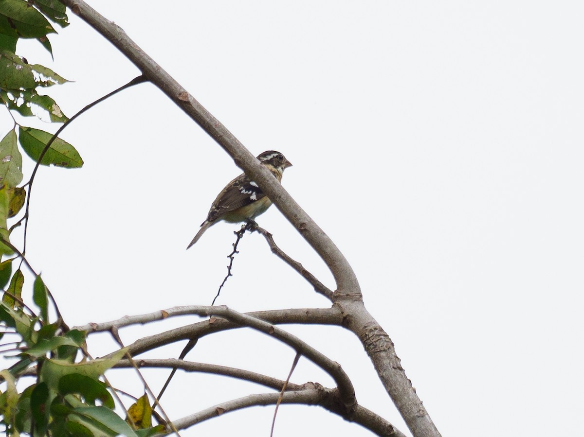 Rose-breasted Grosbeak - ML628035033