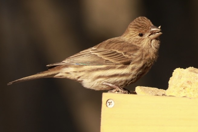 House Finch - ML628035089