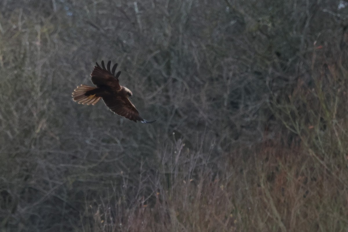 Western Marsh Harrier - ML628035090