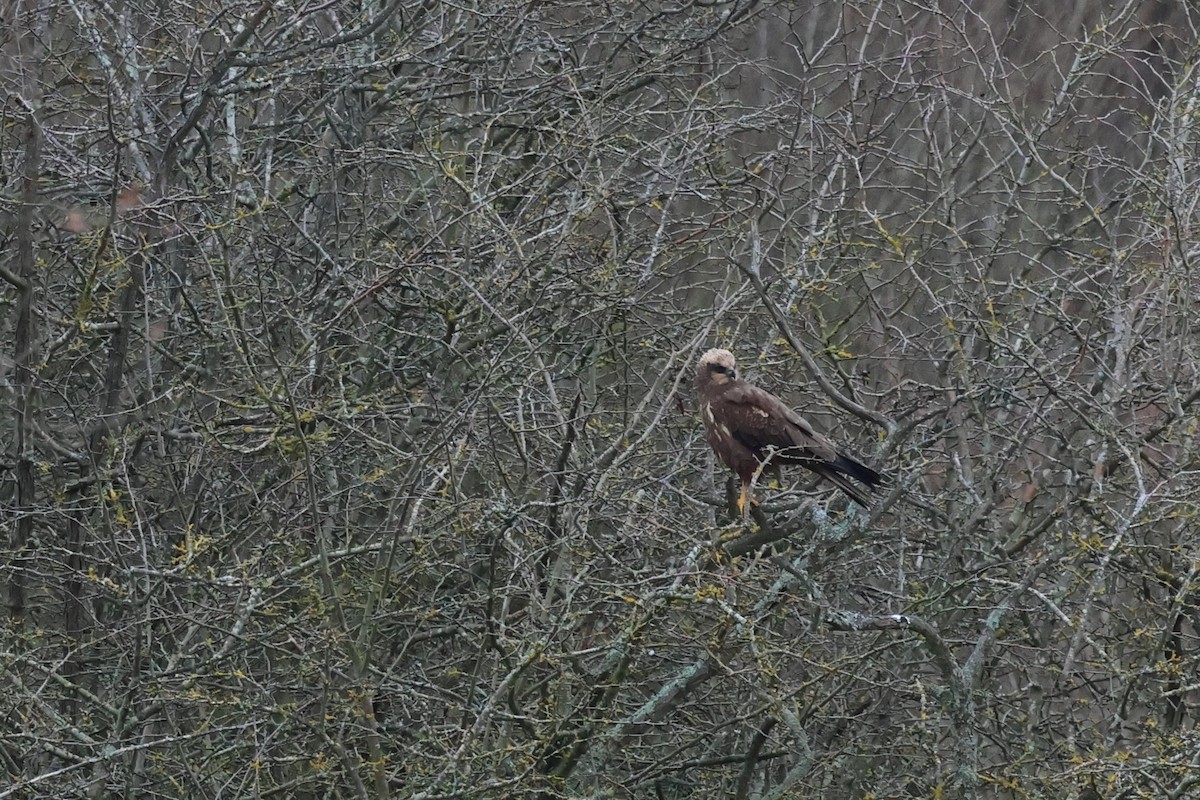 Western Marsh Harrier - ML628035091