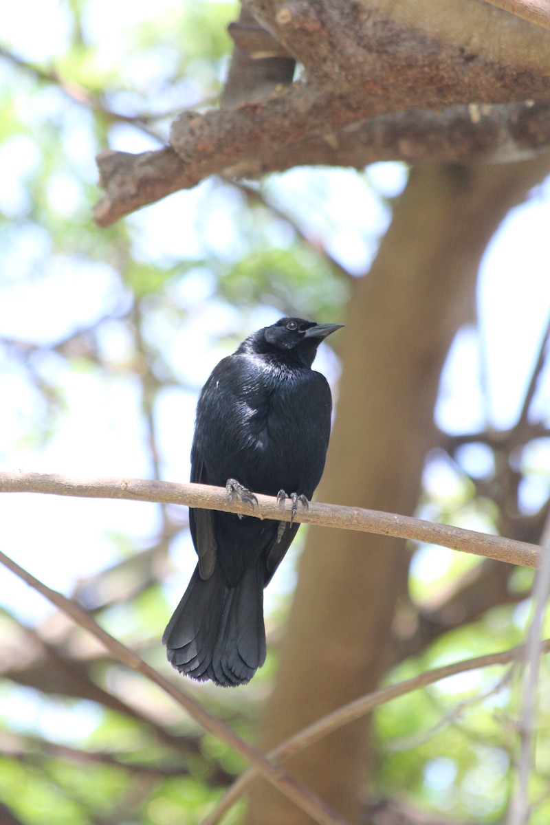 Scrub Blackbird - ML628035211