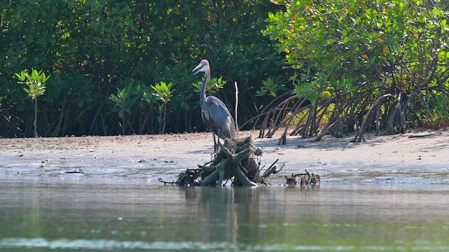 Goliath Heron - ML628035237