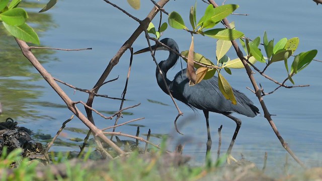 Western Reef-Heron - ML628035240