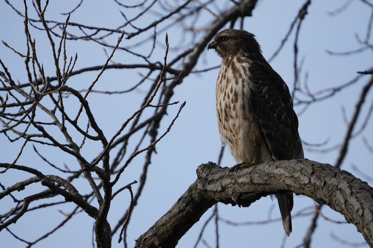 Red-shouldered Hawk - ML628035318