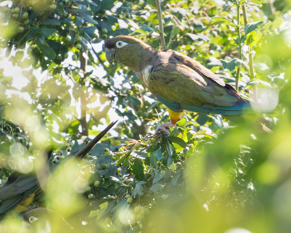 Burrowing Parakeet - ML628035320