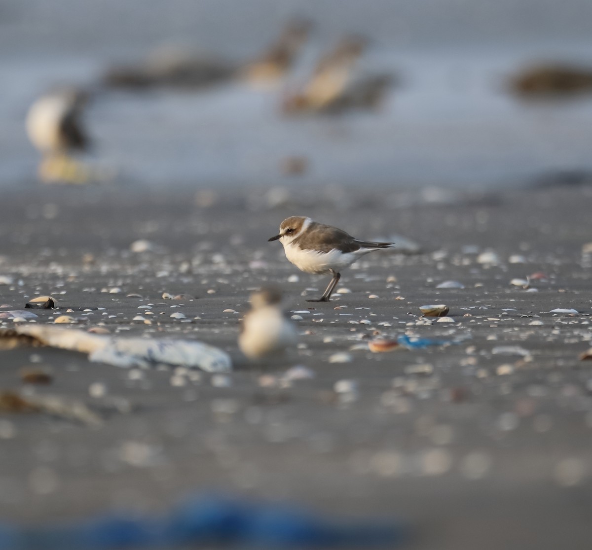 Kentish Plover - ML628035327