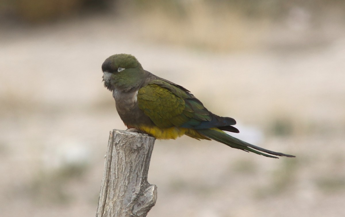 Burrowing Parakeet - ML628035335