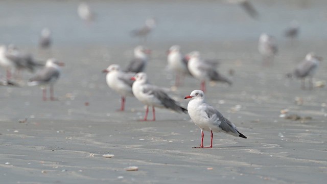 Gray-hooded Gull - ML628035344