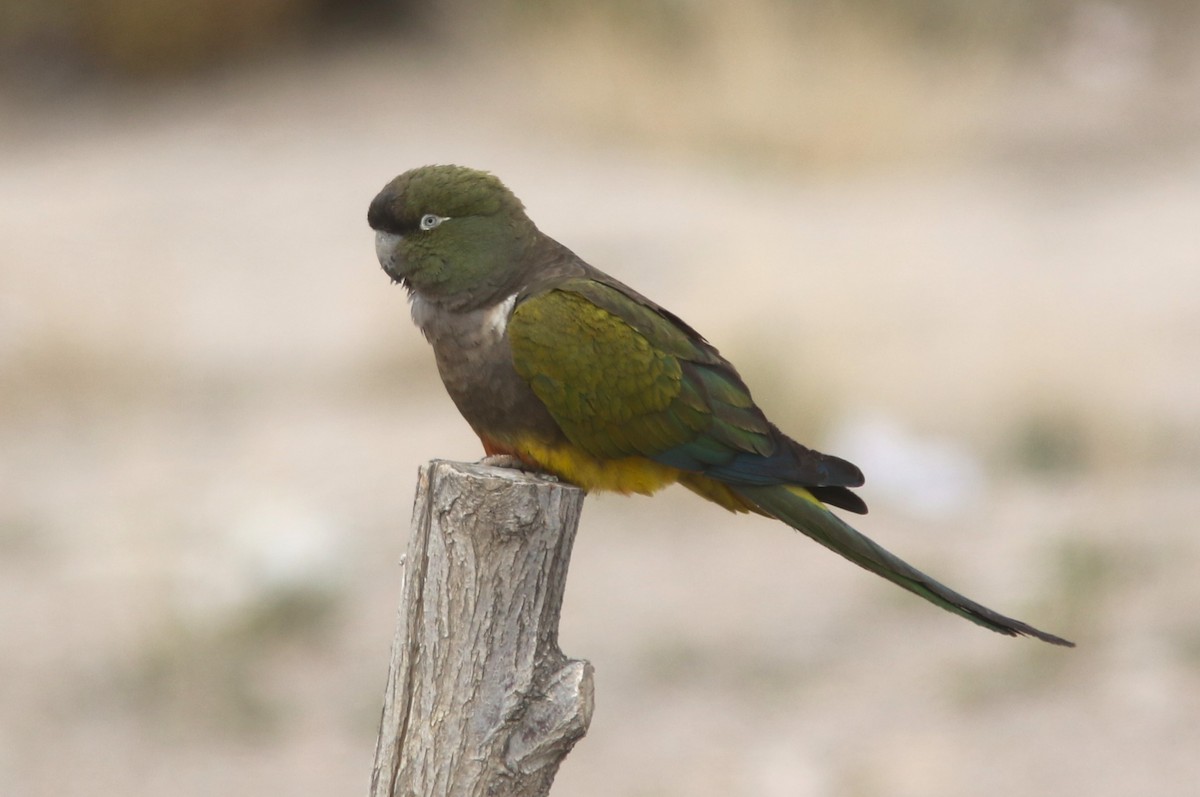 Burrowing Parakeet - ML628035358