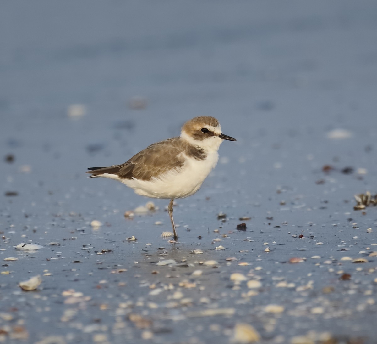 Kentish Plover - ML628035398