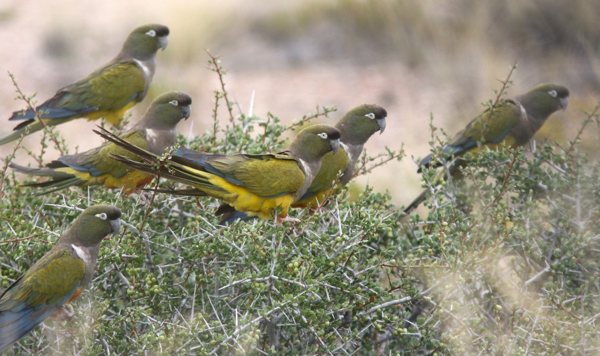 Burrowing Parakeet - ML628035410