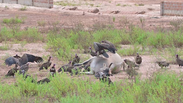 Hooded Vulture - ML628035423