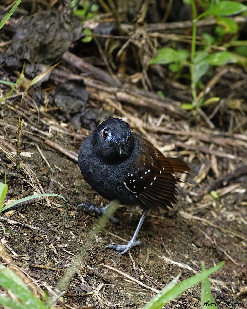 Chestnut-backed Antbird - ML628035460