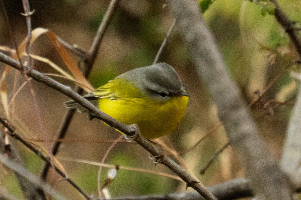 Gray-hooded Warbler - ML628035461