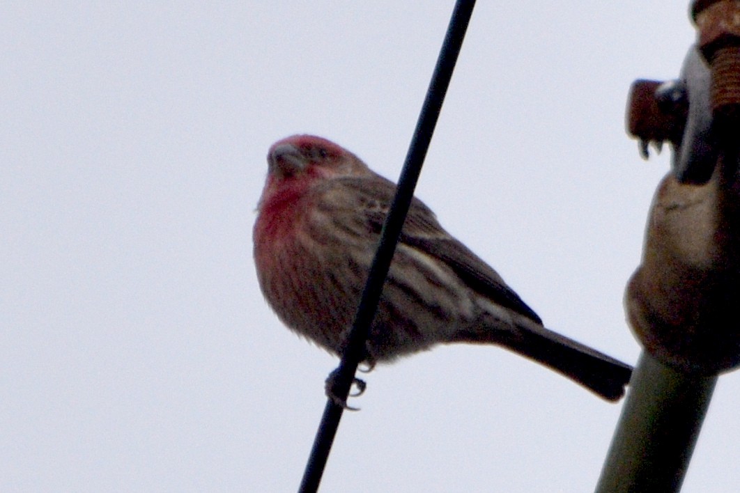 House Finch - ML628035494