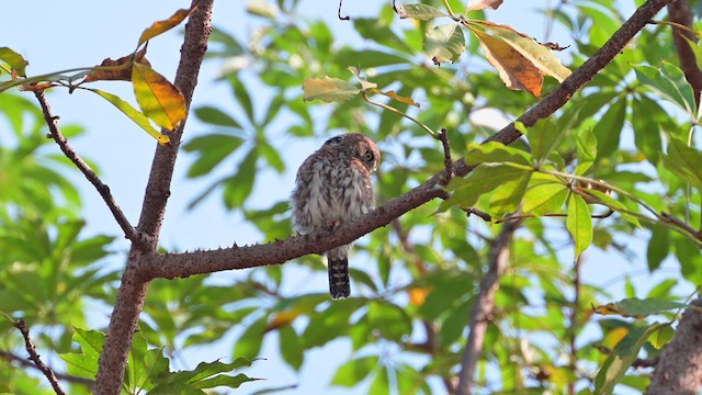 Pearl-spotted Owlet - ML628035522