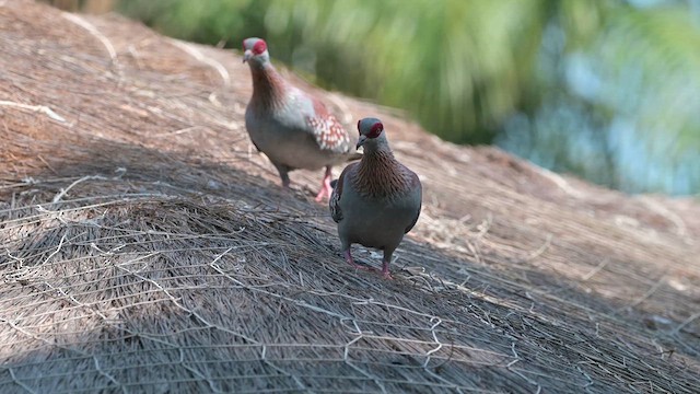 Speckled Pigeon - ML628035526