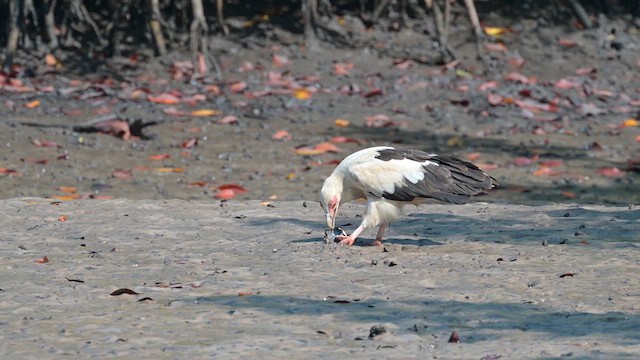 Palm-nut Vulture - ML628035527