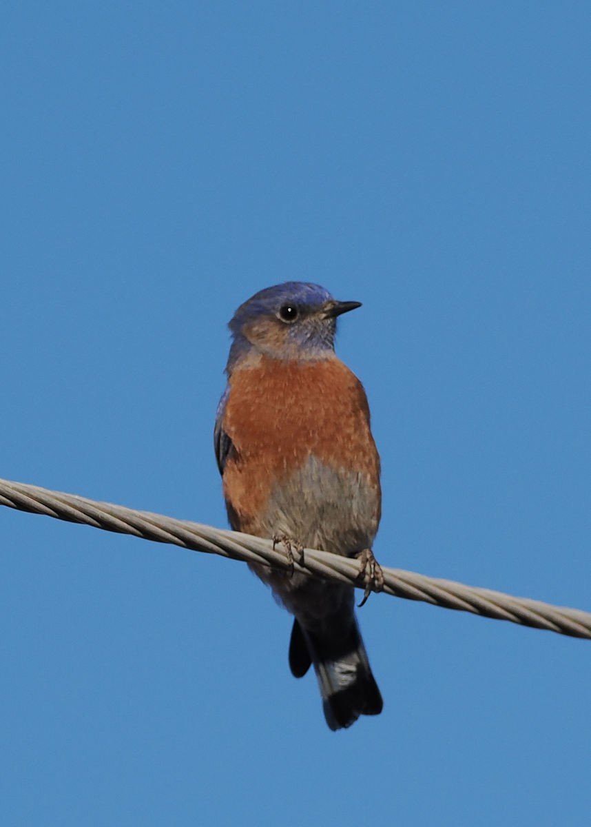 Western Bluebird - ML628035550