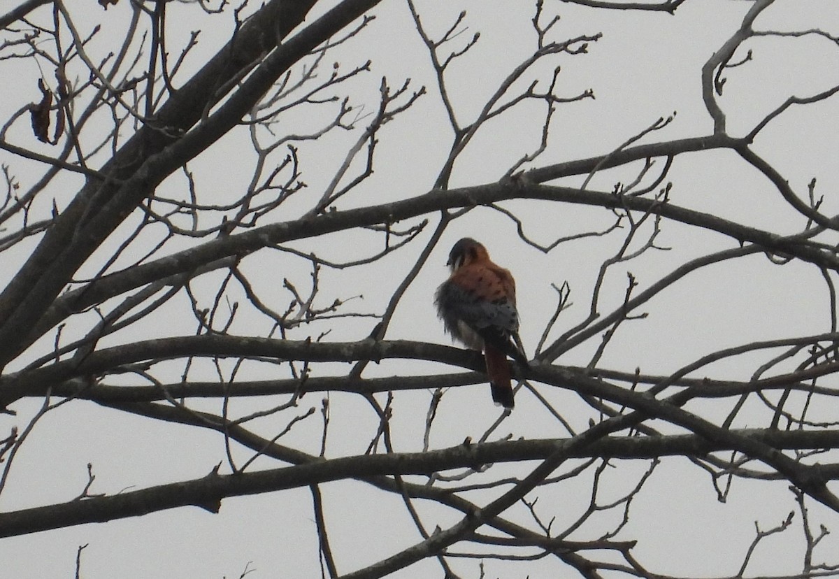 American Kestrel - ML628035551