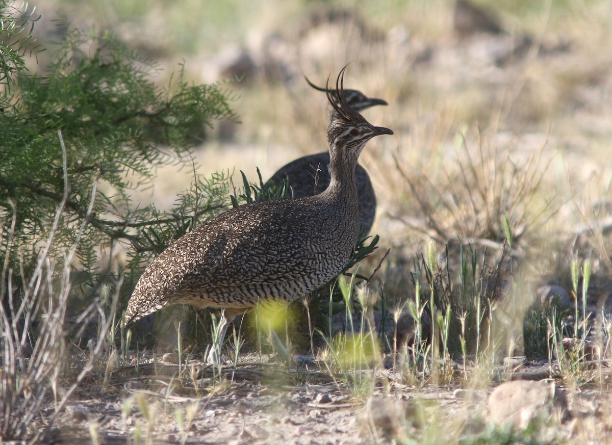 Elegant Crested-Tinamou - ML628035555