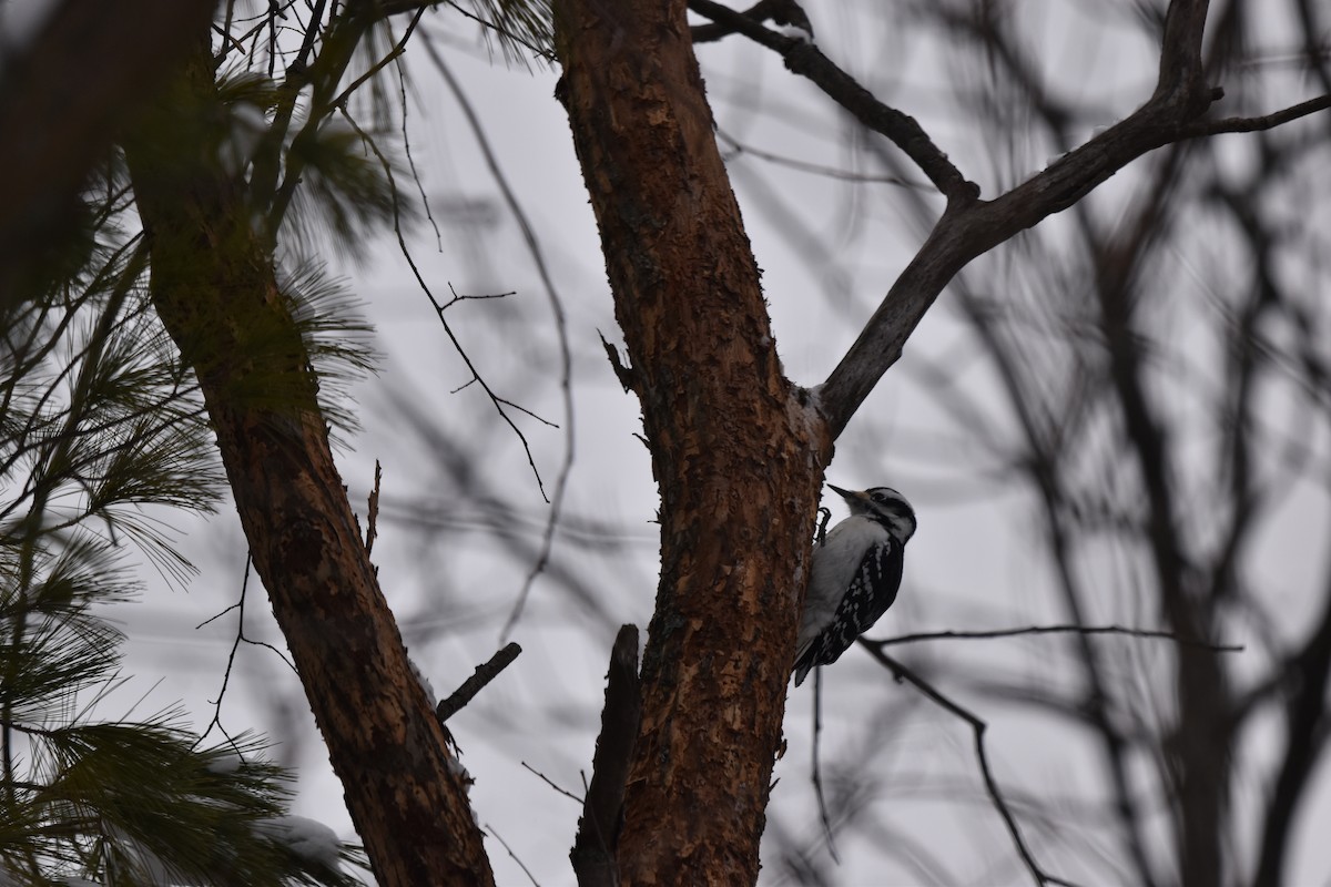 Hairy Woodpecker - ML628035593