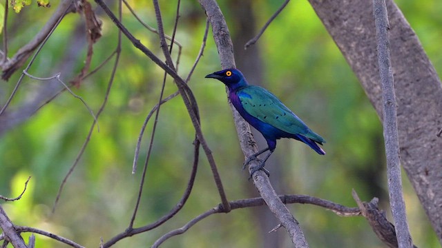 Purple Starling - ML628035621