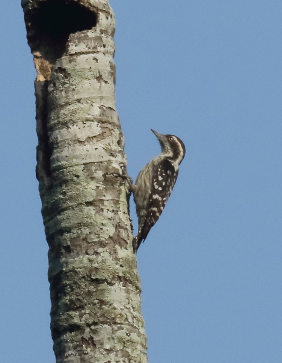 Brown-capped Pygmy Woodpecker - ML628035728