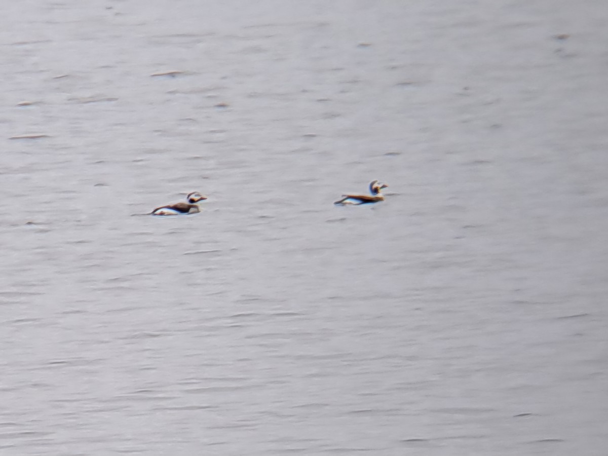 Eisente - ML628035733