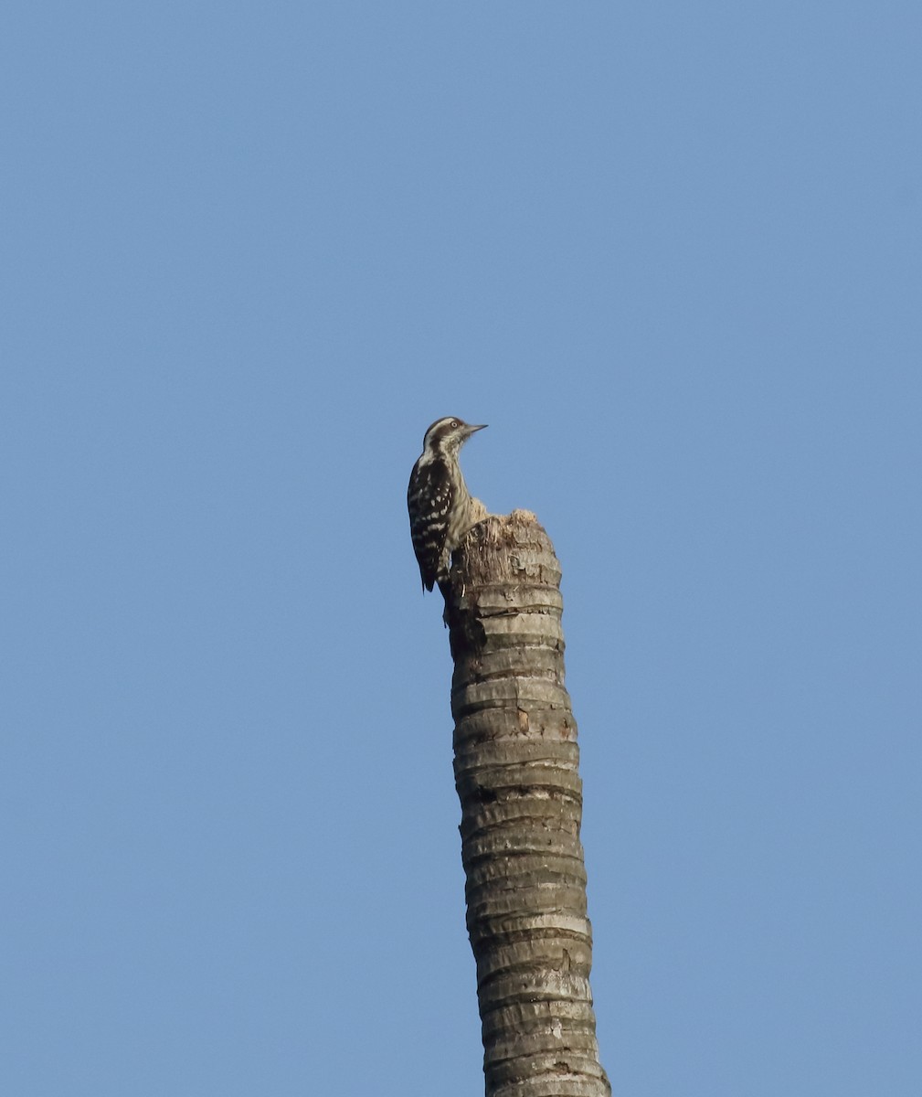 Brown-capped Pygmy Woodpecker - ML628035734