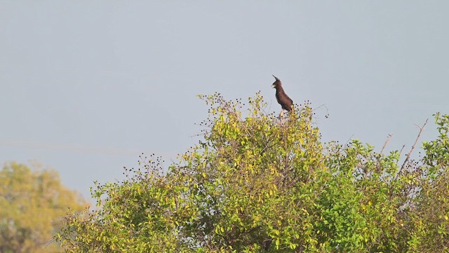 Long-crested Eagle - ML628035742